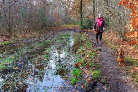 Trail flooded with rainwater and senior adult woman walking with her dog on shore, bare trees in background, autumn day in Hoge Kempen national park, Lieteberg Zutendaal Limburg, Belgium - Powered by Adobe