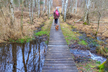 Senior adult woman walking with her dachshund on a narrow wooden path over flooded swampy ground...