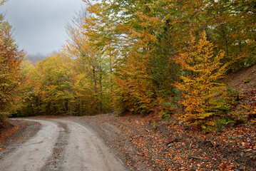 Naklejka na ściany i meble Autumn forest road. View of autumn forest road with fallen leaves Fall season scenery.