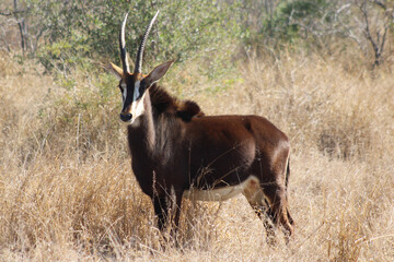 Naklejka na ściany i meble Sable Antelope in the wild