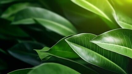 close-up of ficus leaves, space for text, background of leaves. High quality photo : Generative AI