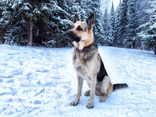 Dog German Shepherd in a forest or in a park in a winter day and white snow arround. Waiting...