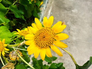 Beautiful sunflower on a sunny day with a natural background. Selective focus