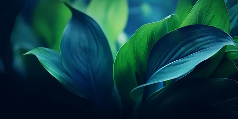 Rolgordijnen Close-up detail macro texture bright blue green leave tropical forest plant spathiphyllum cannifolium in dark nature background.Curve leaf floral botanical abstract desktop wallpaper,w : Generative AI © Generative AI