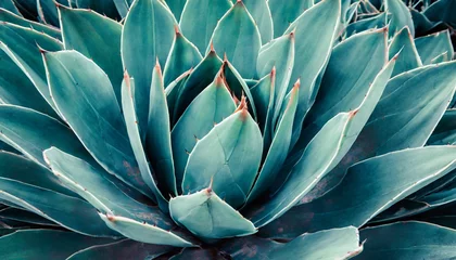 Fototapeten closeup agave cactus abstract natural pattern background and textures dark blue toned © Toby