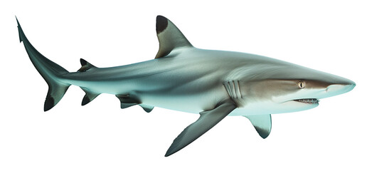 Swimming black tip reef shark isolated on a transparent background