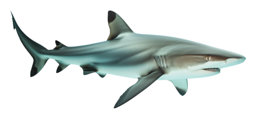 Swimming black tip reef shark isolated on a transparent background