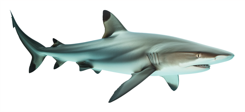 Swimming black tip reef shark isolated on a transparent background