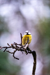 blue tit in the garden 