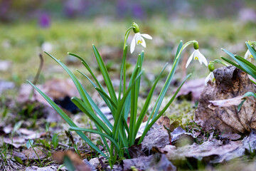 snowdrops in the snow