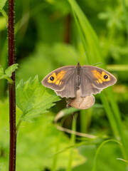 Meadow Brown Aberration Butterflies Mating