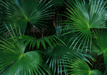 Tropical green leaves or sugar palm. Closeup nature view of green leaf and palms background.