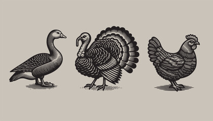 Poultry set. Chicken, turkey, goose, duck. Vitange engraving. Vector illustration, cut out objects © Victoria