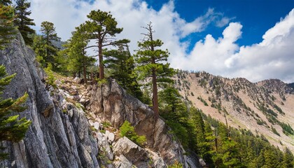 Fototapeta na wymiar pine trees perched on steep rocky mountain slope