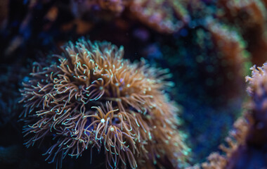 Naklejka na ściany i meble Underwater photo - soft coral with tentacles, Pachyclavularia species, emitting under UV light, beautiful abstract marine organic background