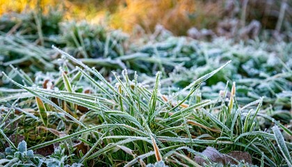 Naklejka na ściany i meble morning frost on green grass