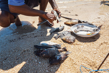 Local Malagasy fisherman cleaning freshly caught fishes on the beach, detail on hands and knife, plate with fresh catch near