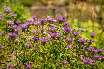 bee balm in the garden