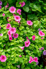 petunia flowers in the garden
