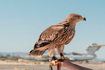 Falconer with hawk on the hand