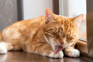 a ginger cat licking its paw close-up - obrazy, fototapety, plakaty