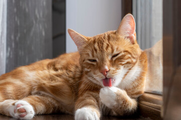 a ginger cat licking its paw close-up