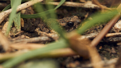 A toad among grasses looking at the camera.