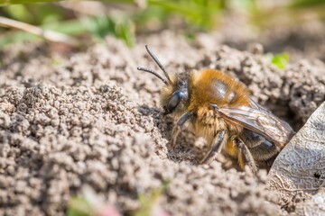 Single female mining bee in her hole on the ground