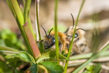 Earth bees females and males on the ground during reproduction and love play, Germany