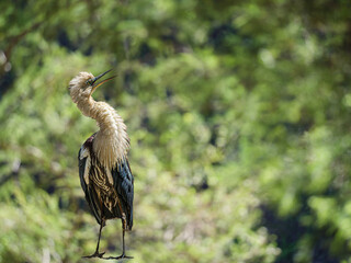 Heron Aroused