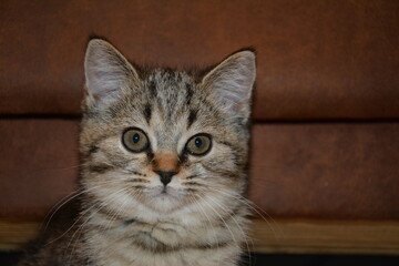 Macro photography of a british shorthair cat