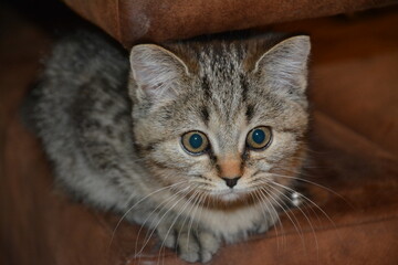 Macro photography of a british shorthair cat