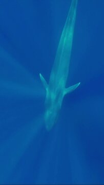 Vertical video - Blue whale slowly swims in blue water in the morning sunrays. Great Blue whale (Balaenoptera musculus) Top view, Slow motion, Indian Ocean