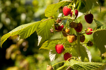 Ripe and unripe raspberry in the fruit garden. Growing natural bush of raspberry. Branch of raspberry in sunlight.