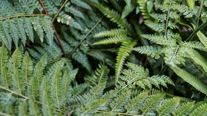 Beautiful fern leaf texture in nature. Natural ferns blurred background. Fern leaves Close up
