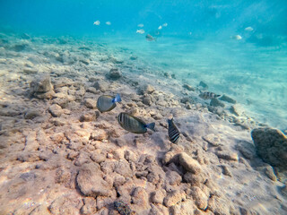 Red Sea sailfin tang or Desjardin's sailfin tang at coral reef..