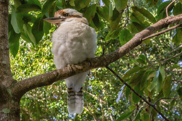 young kookaburra 