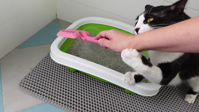 Hilarious cute funny Cat Attacks, plays and bites owner Hand During cat Litter Cleaning. Feline Care Routine: woman cat owner cleaning a kitty litter box by scooping litter clumps.