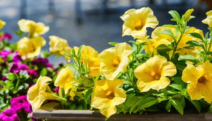 bright summer yellow petunias