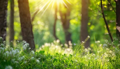 Foto op Plexiglas defocused green trees in forest or park with wild grass and sun beams beautiful summer spring natural background © Ashley