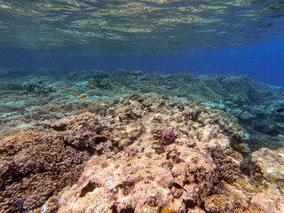 Underwater life of reef with corals and tropical fish. Coral Reef at the Red Sea, Egypt.