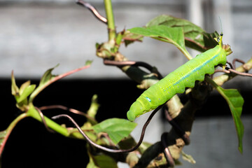 Chrysalis butterfly eating Kratom or Mitragyna speciosa Korth leaf