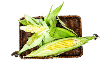 Fresh corn cob in esparto halfah basket isolated on white background