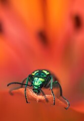 bug on a leaf