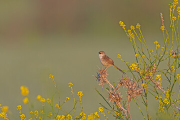 Delicate prinia, Prinia lepida, singing on the yellow-flowered plant.