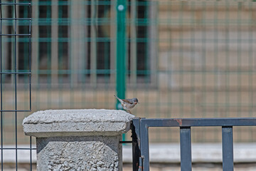 Subalpine Warbler, Sylvia cantillans, on the garden wall.