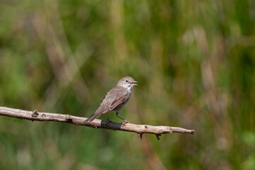 Common whitethroat on a branch, Sylvia communis.