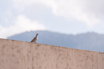 A pigeon bird sits on a concrete wall against the blue sky.