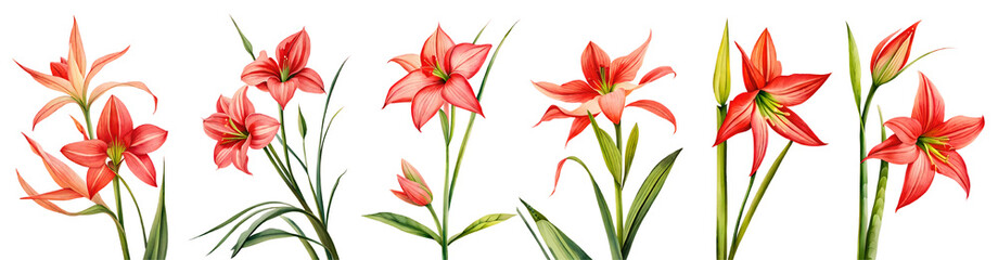 Watercolor red flowers isolated on transparent background. 