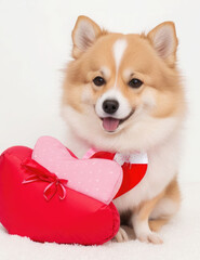 cute Pomeranian dog with hearts for Valentine's Day. postcard